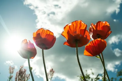 橘瓣花 橘瓣花