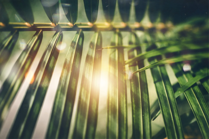 绿叶, 植物, 自然, Aun, 散景, 抽象, 背景, 散焦