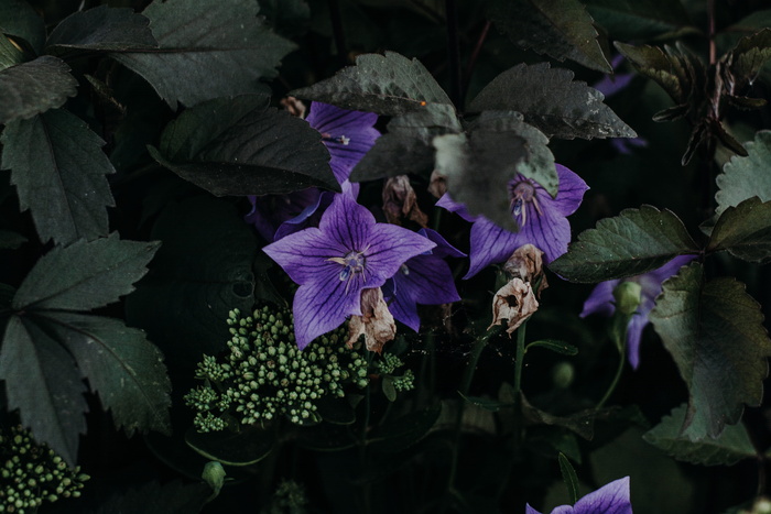 紫花特写摄影