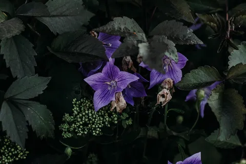 紫花特写摄影 紫花特写摄影