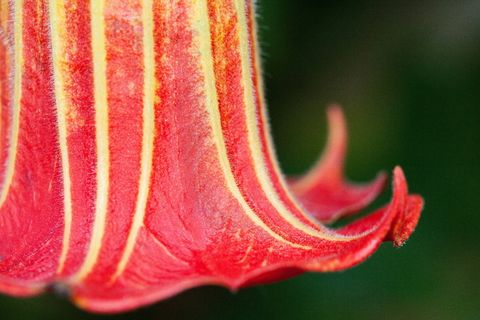花朵，植物，天使喇叭，曼陀罗，钟形，花朵，花朵，橙色