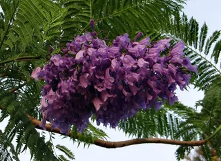 蓝花楹 mimosifolia, 鲜花, 蓝花楹, 蓝色蓝花楹, 黑 Poui, 蕨树, Kittur, 印度