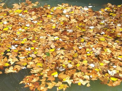 秋天，树叶，枫树，秋天，棕色，秋天，树叶，植物，自然