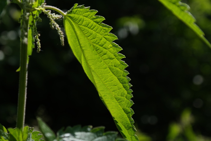 刺荨麻，叶子，燃烧，头发，燃烧的头发，粉红色，植物，杂草