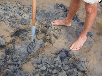 watt leader，search，lugworm，sand，专家watt leader，fork，feet，schlick