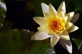 新泽西州东不伦瑞克罗格斯花园锦鲤池塘中生长的睡莲花。