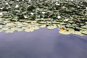 水体中的绿色植物