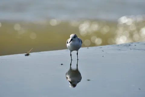 动物、海洋、海滩、波浪、鸟类、野生鸟类、部门、客户经理 动物、海洋、海滩、波浪、鸟类、野生鸟类、部门、客户经理