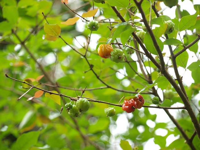 植物，食物，水果，叶子，樱桃，农产品，覆盆子，鸟