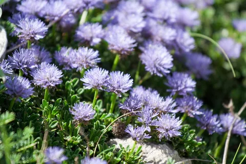 花,植物,自然,颜色,植物,花园,花朵,建筑 花,植物,自然,颜色,植物,花园,花朵,建筑