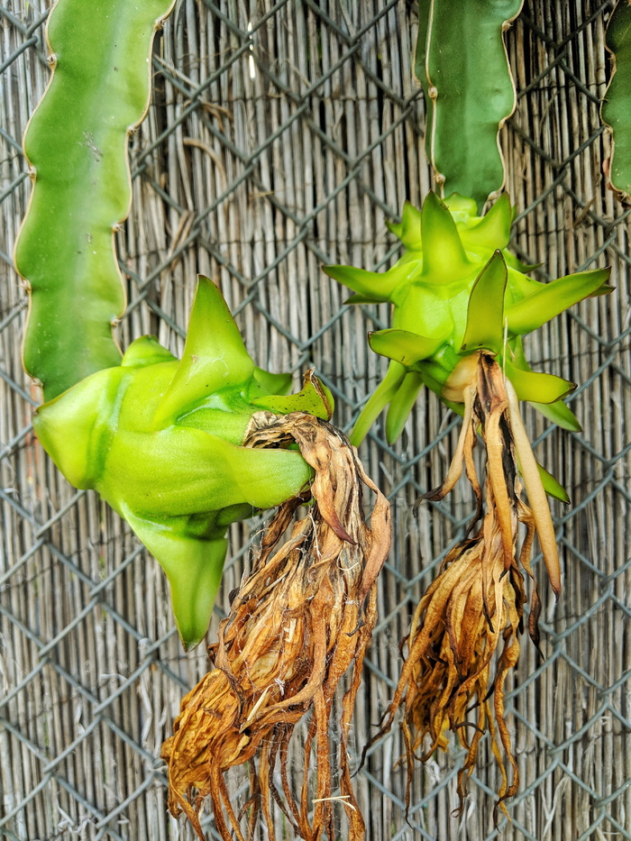 龙果，水果，未成熟，植物，仙人掌，绿色，绿色，特写