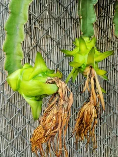 龙果,水果,未成熟,植物,仙人掌,绿色,绿色,特写 龙果,水果,未成熟,植物,仙人掌,绿色,绿色,特写