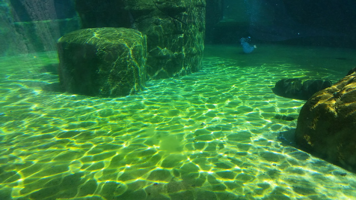 棕色, 混凝土, 列, 水下, 下, 水, 水族馆, Meeresbewohner
