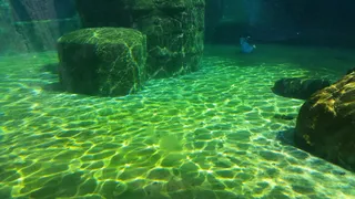 棕色, 混凝土, 列, 水下, 下, 水, 水族馆, Meeresbewohner