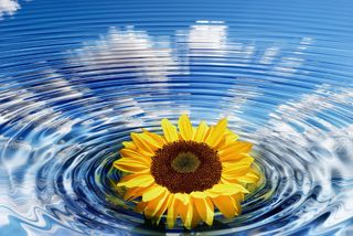 波, 向日葵, 同心, 波浪圈, 水, 圈子, 环, 安排