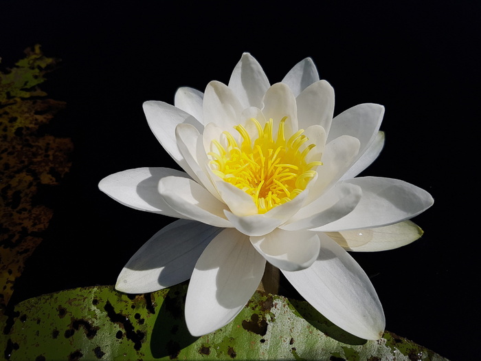 特写摄影，白色，莲花，睡莲，睡莲，威廉·杜格，水生植物，花瓣