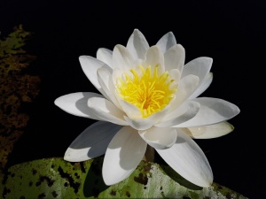 特写摄影，白色，莲花，睡莲，睡莲，威廉·杜格，水生植物，花瓣