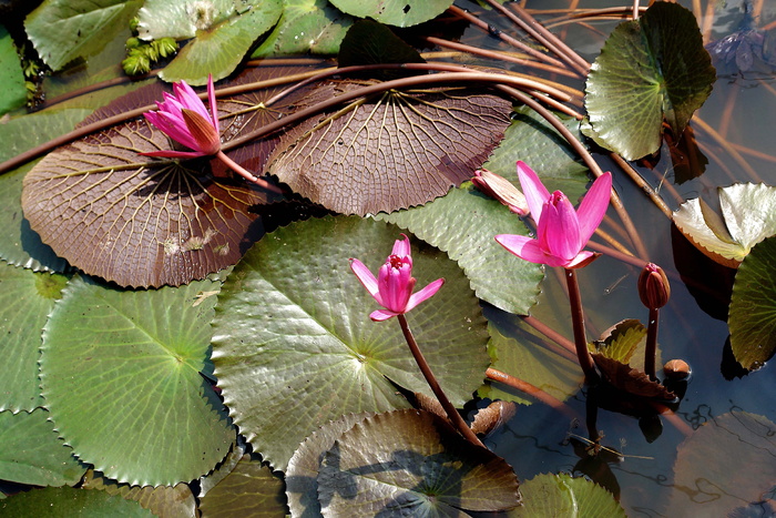池塘、礼来、花朵、洋红、绿色、棕色、花朵、踏板