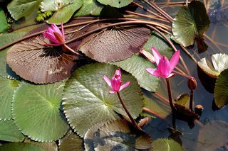 池塘、礼来、花朵、洋红、绿色、棕色、花朵、踏板