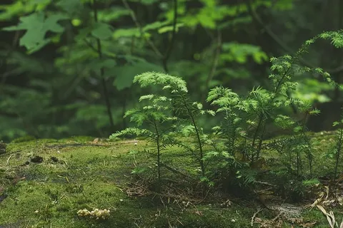 绿色,树叶,苔藓,户外,植物,生长,绿色,树木 绿色,树叶,苔藓,户外,植物,生长,绿色,树木
