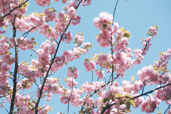 樱花特写