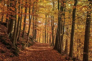 秋天的森林，自然，金色，秋天的叶子，秋天，十月，金色的十月，树