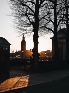 日落时建筑物和光秃秃的树木的轮廓