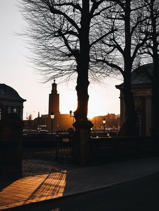 日落时建筑物和光秃秃的树木的轮廓