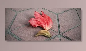 植物，叶，花，花瓣，花，玫瑰，食物，水果