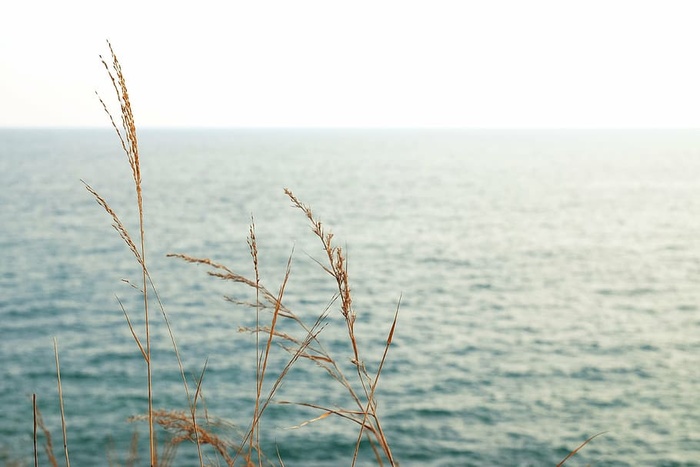 棕色，植物，身体，水，草，附近，海洋，海洋