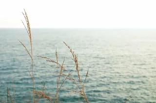 棕色，植物，身体，水，草，附近，海洋，海洋