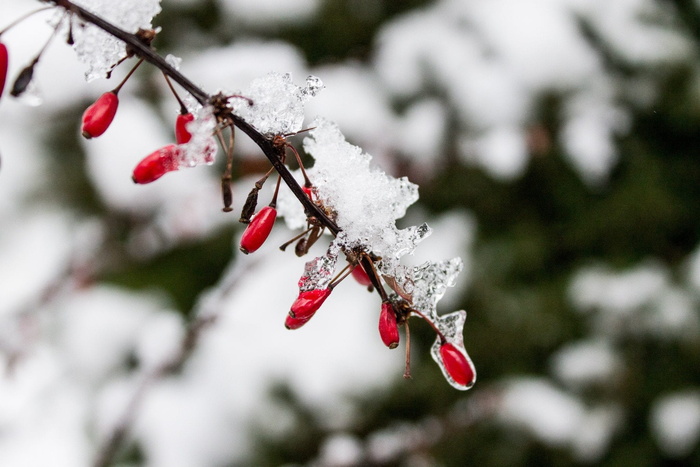 特写照片，冰柱，形成，树枝，臀，玫瑰臀，冬天，雪