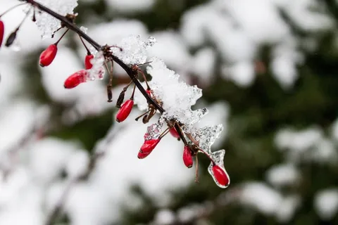 特写照片,冰柱,形成,树枝,臀,玫瑰臀,冬天,雪 特写照片,冰柱,形成,树枝,臀,玫瑰臀,冬天,雪