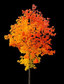 一年中的时间，秋天，树，叶子，秋天的时间，秋天的开始，秋天的颜色，红色