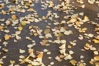 秋天的叶子，水，漂浮的叶子，水体，秋天的颜色，叶子，植物部分，变化