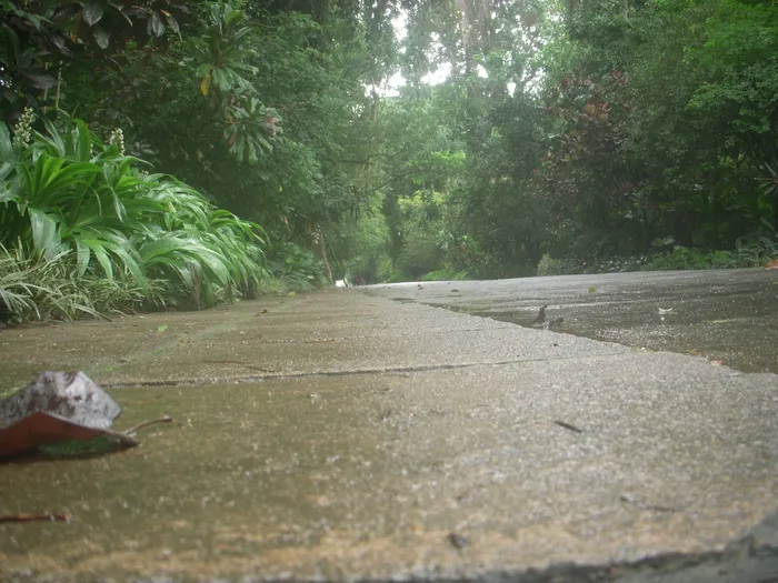 灰色、混凝土、路面、有盖、绿色、叶状植物、白天、道路