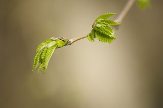 植物部分、叶子、植物、绿色、生长、食物和饮料、自然、特写