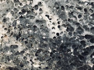 保加利亚，黑白，黑白，贻贝，贝壳，海滩