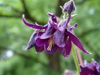 鸡血藤，鸡血藤花，鸡血藤，鸡血藤，花园，水芹，花，紫色