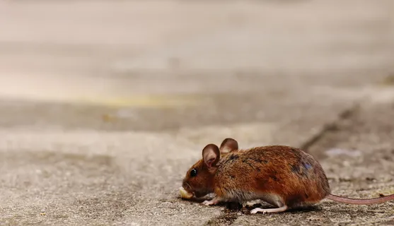 老鼠，啮齿动物，可爱，哺乳动物，食蚁兽，自然，动物，木老鼠