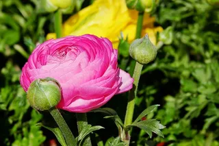 粉色，毛茛花，特写摄影，毛茛花，花，花，花，花，花
