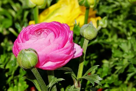 粉色,毛茛花,特写摄影,毛茛花,花,花,花,花,花 粉色,毛茛花,特写摄影,毛茛花,花,花,花,花,花