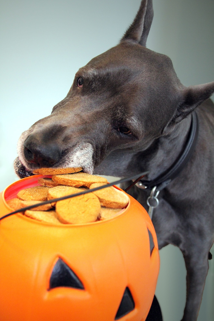 成人、黑人、great、dane、biting、chips、filled、jack-o-lantern特写照片
