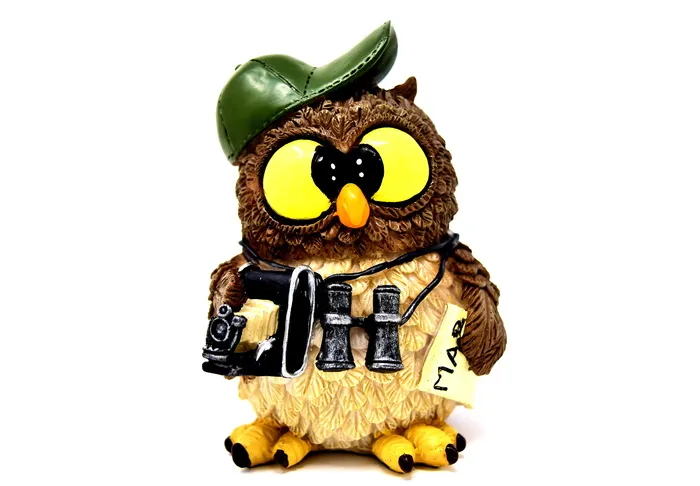 猫头鹰, 摄影师, 照片, 旅游, 双筒望远镜, 相机, 动物, 搞笑