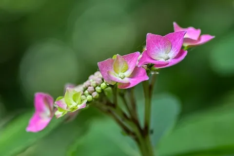 花,对角线,粉色,植物,宏观,绿色,粉色,开花植物 花,对角线,粉色,植物,宏观,绿色,粉色,开花植物