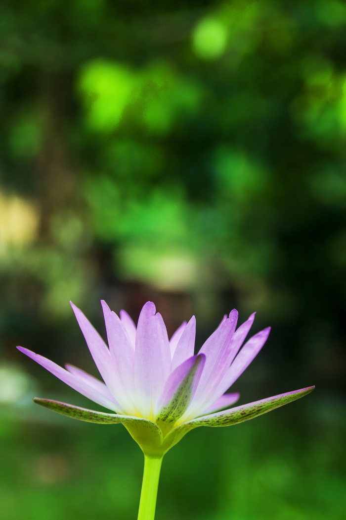 莲花，肖像，睡莲，莲花肖像，自然，池塘，植物，花