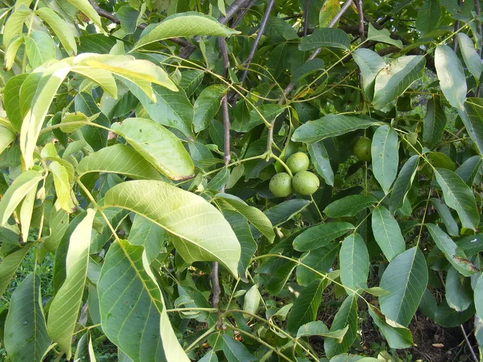 绿色、未成熟、叶子、树木、未成熟、核桃、水果、植物部分 绿色、未成熟、叶子、树木、未成熟、核桃、水果、植物部分