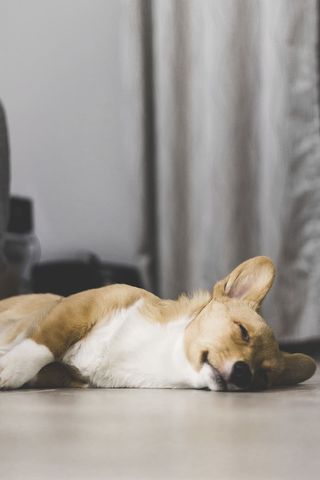 棕色和白色的柯基犬躺在地板上