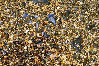 沙滩，海滩，贝壳，贝壳，缅因州，哈普斯维尔，蓝色贝壳，丰度