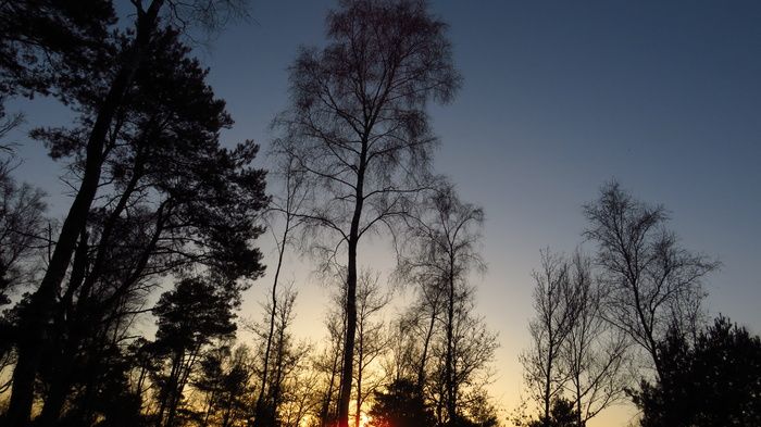 trees，eindoven，geldrop，荷兰，bram kunnen，背景，桌面背景，日落